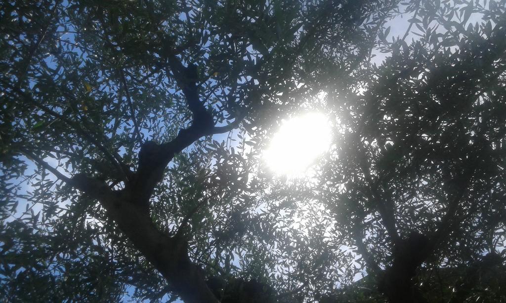 Casavarone Ρίβα ντελ Γκάρντα Εξωτερικό φωτογραφία